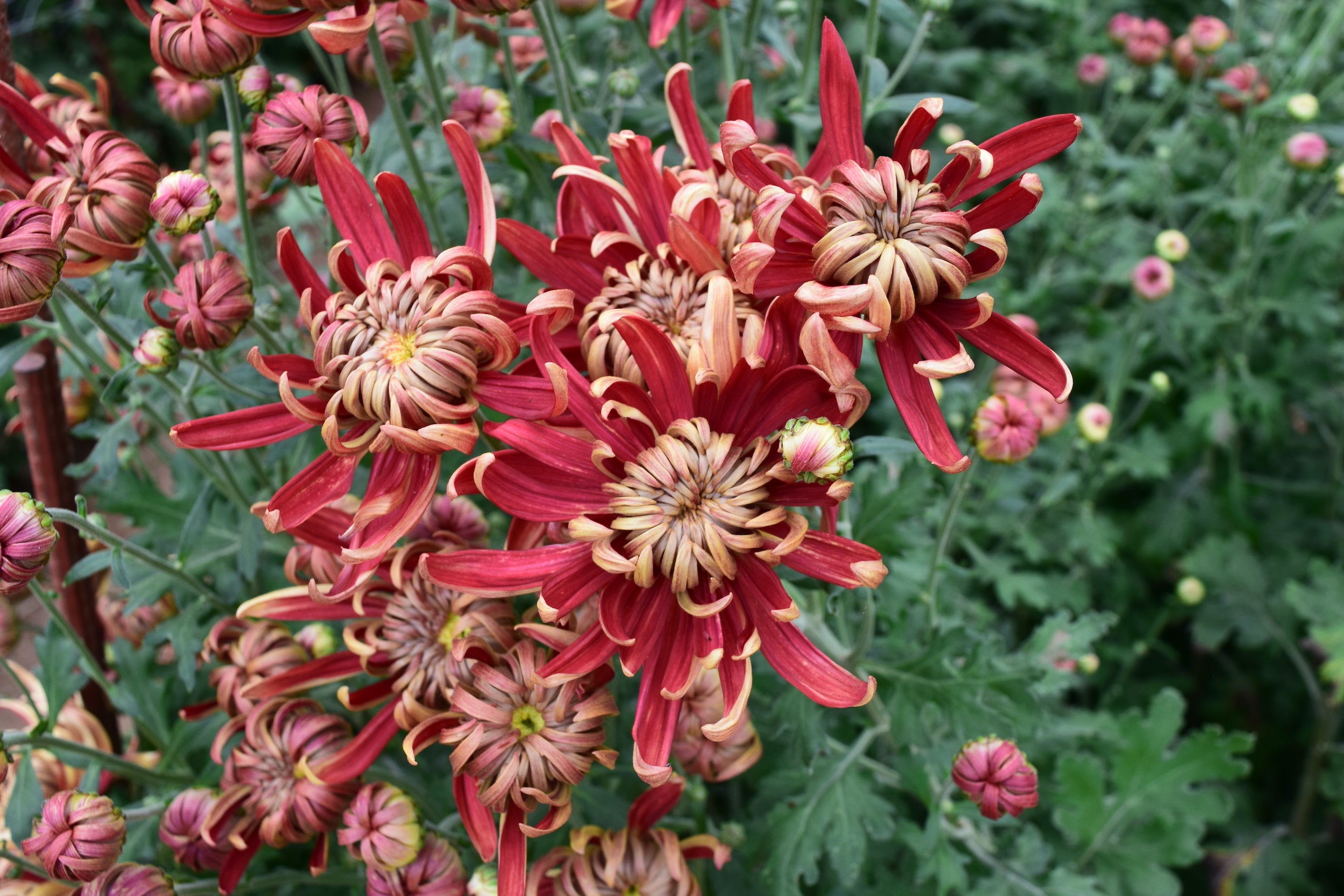 Close-up of Crimson Tide heirloom chrysanthemum. Long lasting cut flower. Blooms in the fall.