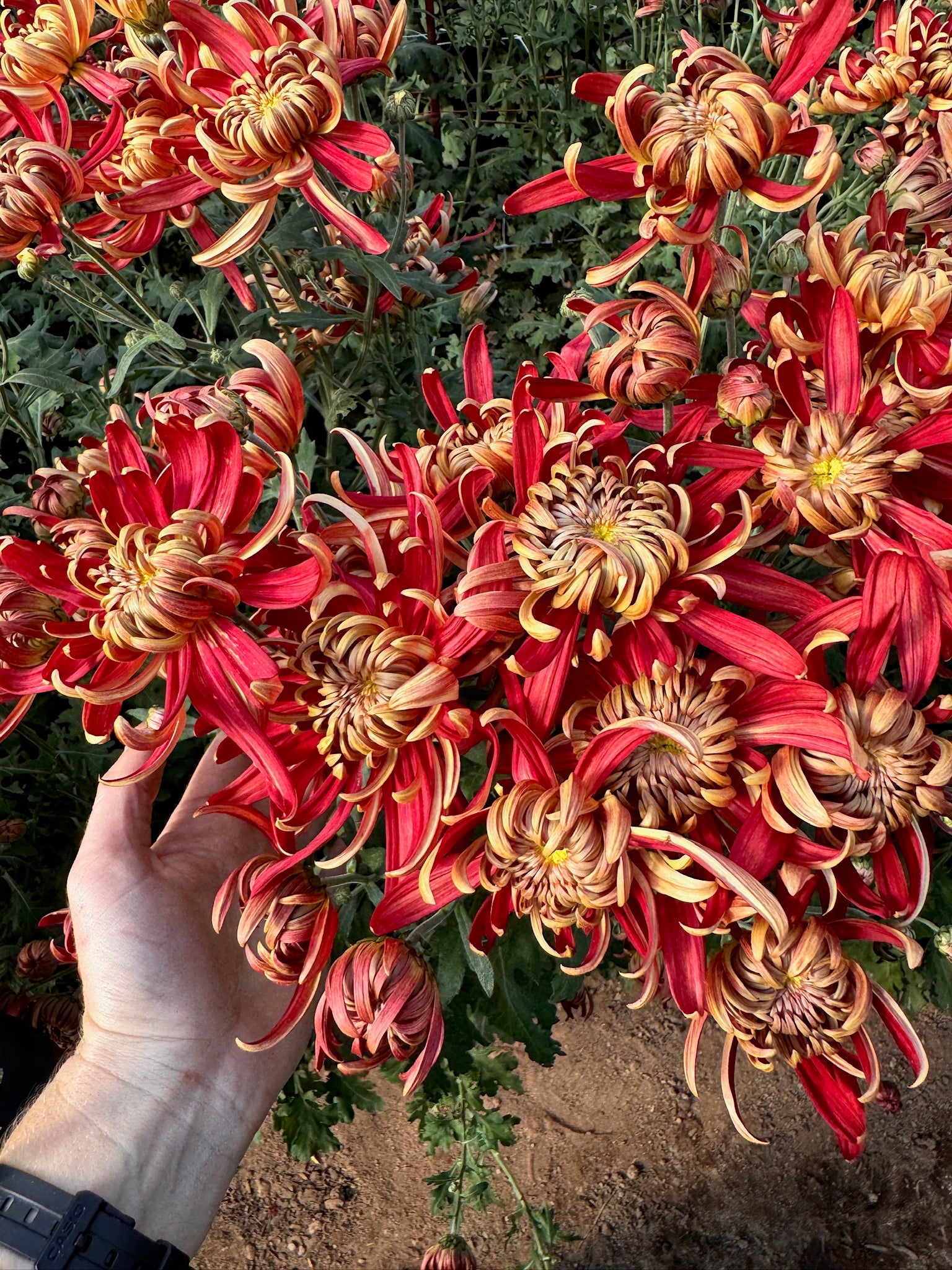 Heirloom Chrysanthemum 'Crimson Tide' – 3 Porch Farm