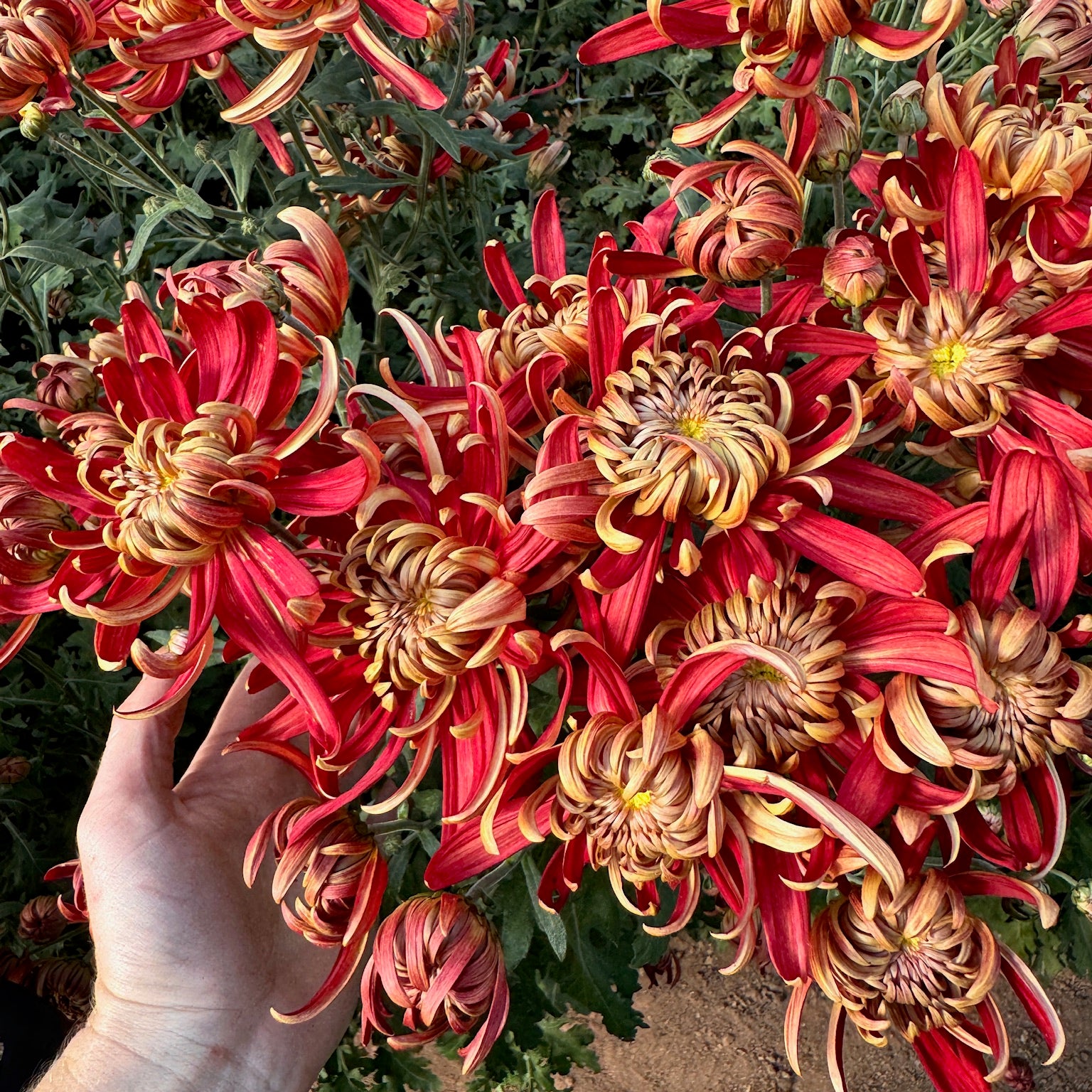 Red and gold petals on Crimson Tide heirloom chrysanthemum. Good for disbud.