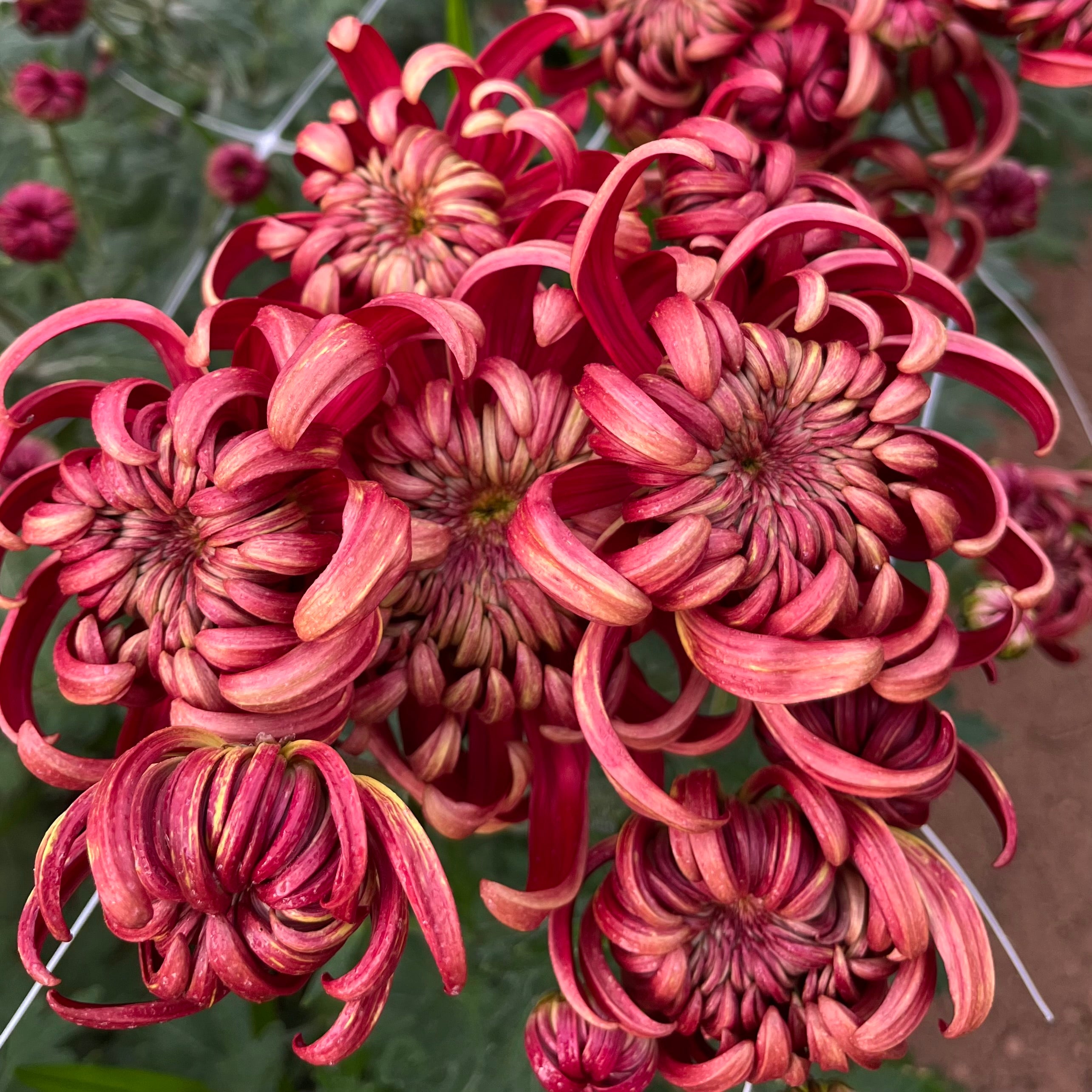 Close up of Crimson Tide Mum. Good for disbud. Blooms mid fall.