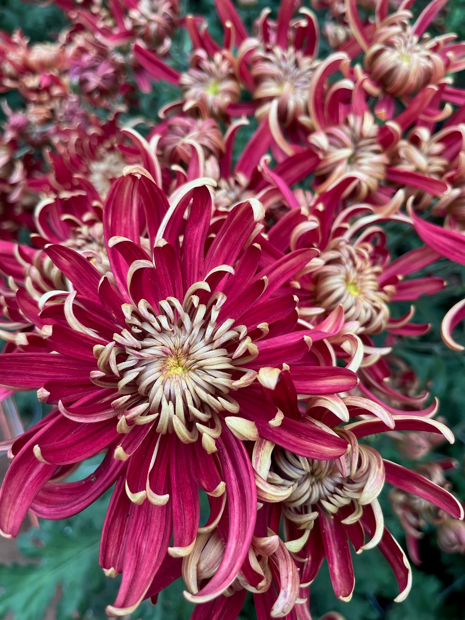 Heirloom Chrysanthemum 'Crimson Tide' – 3 Porch Farm