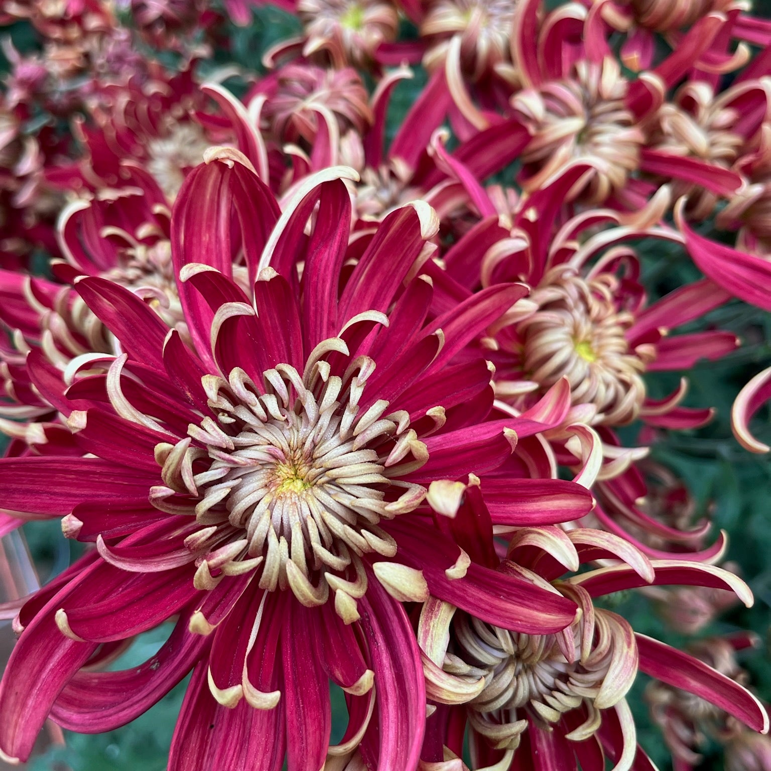 Close-up of Crimson Tide mum. Long lasting cut flower. Mid-Late season bloom.