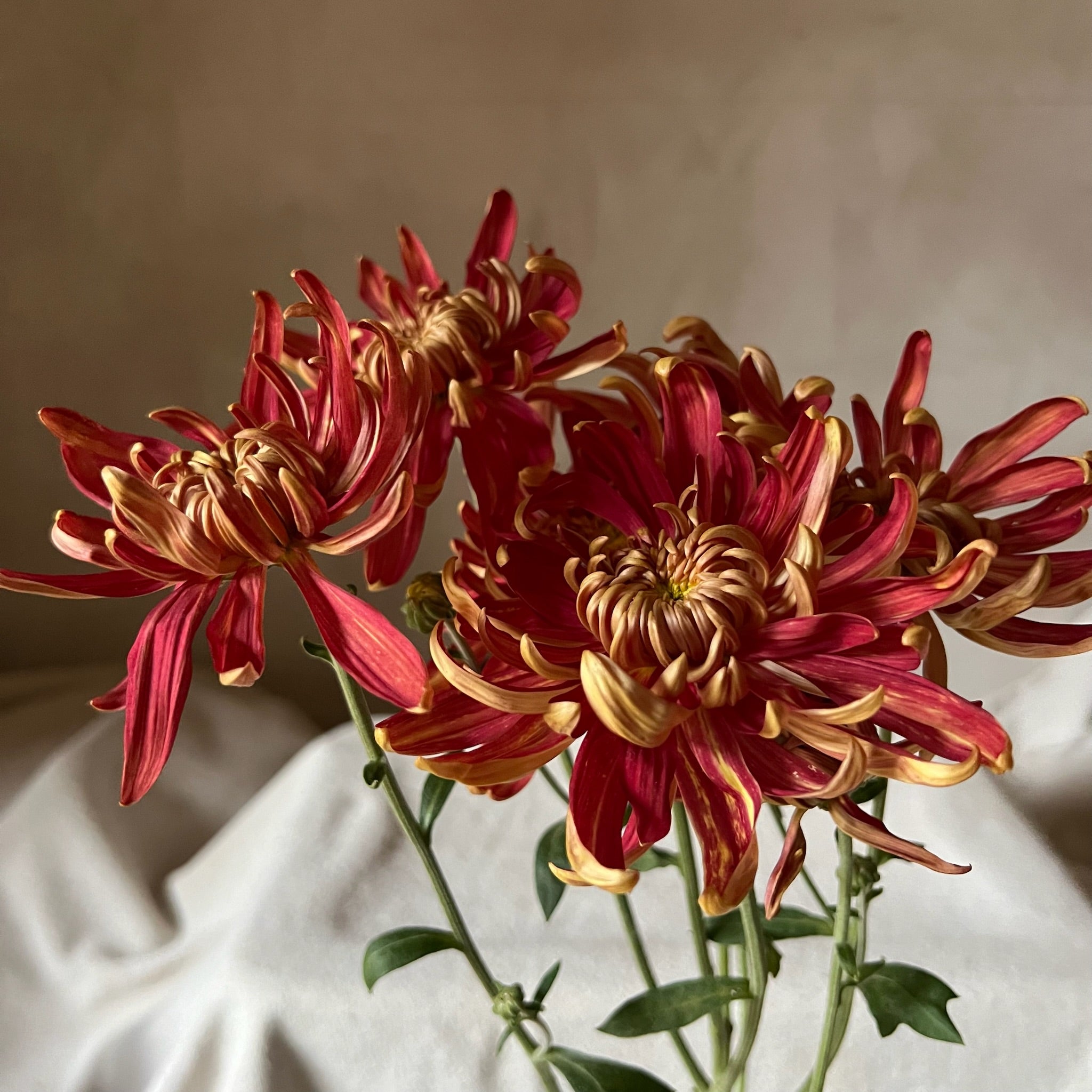 A single stem of Crimson Tide heirloom chrysanthemum. Long lasting cut flowers. Good for disbud.