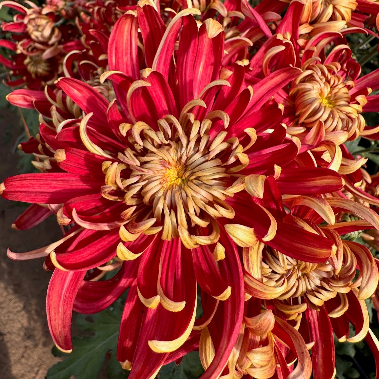 Close-up of Crimson Tide heirloom chrysanthemum. Blooms mid-late season. Good for disbud.