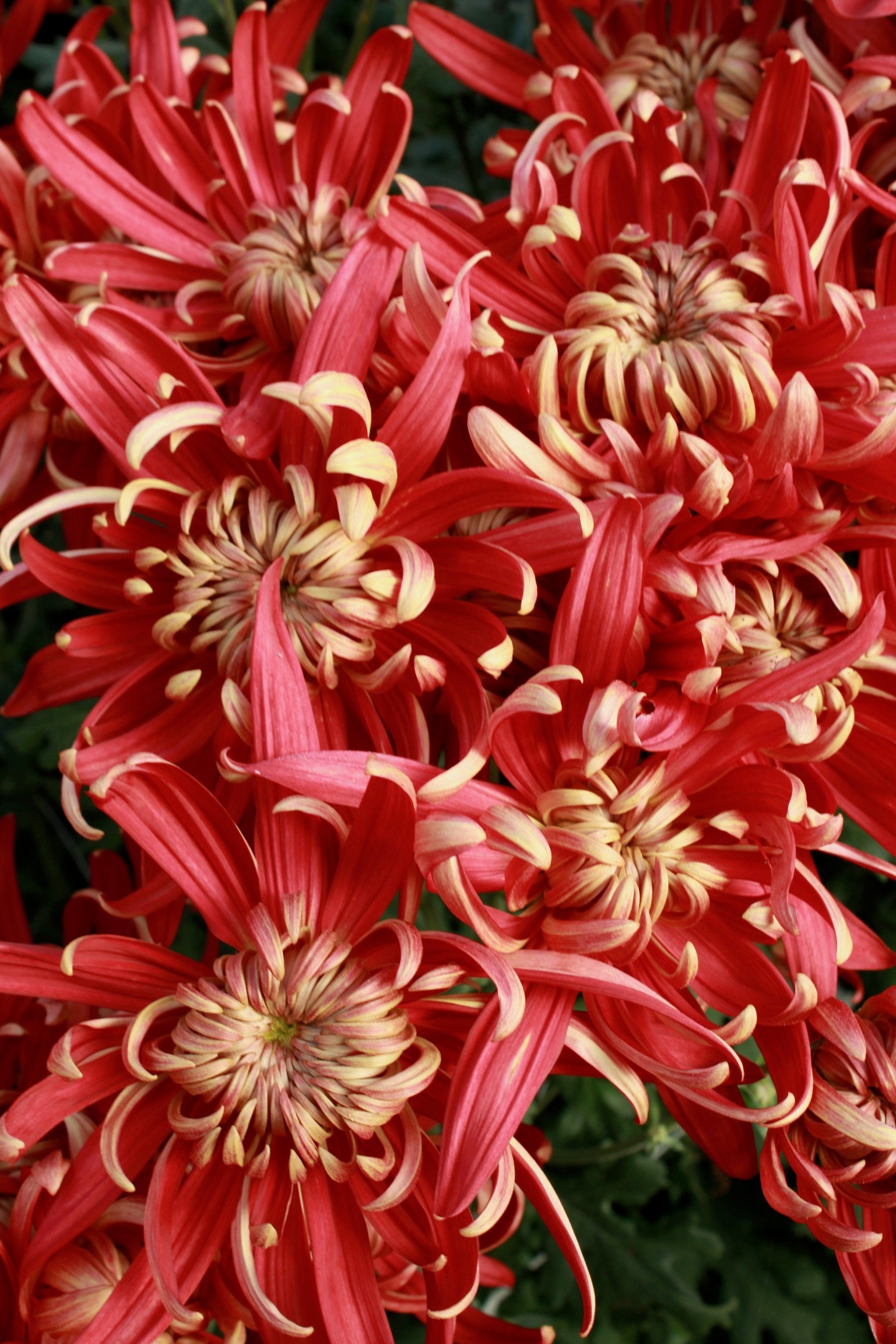 Close-up of Crimson Tide chrysanthemum.