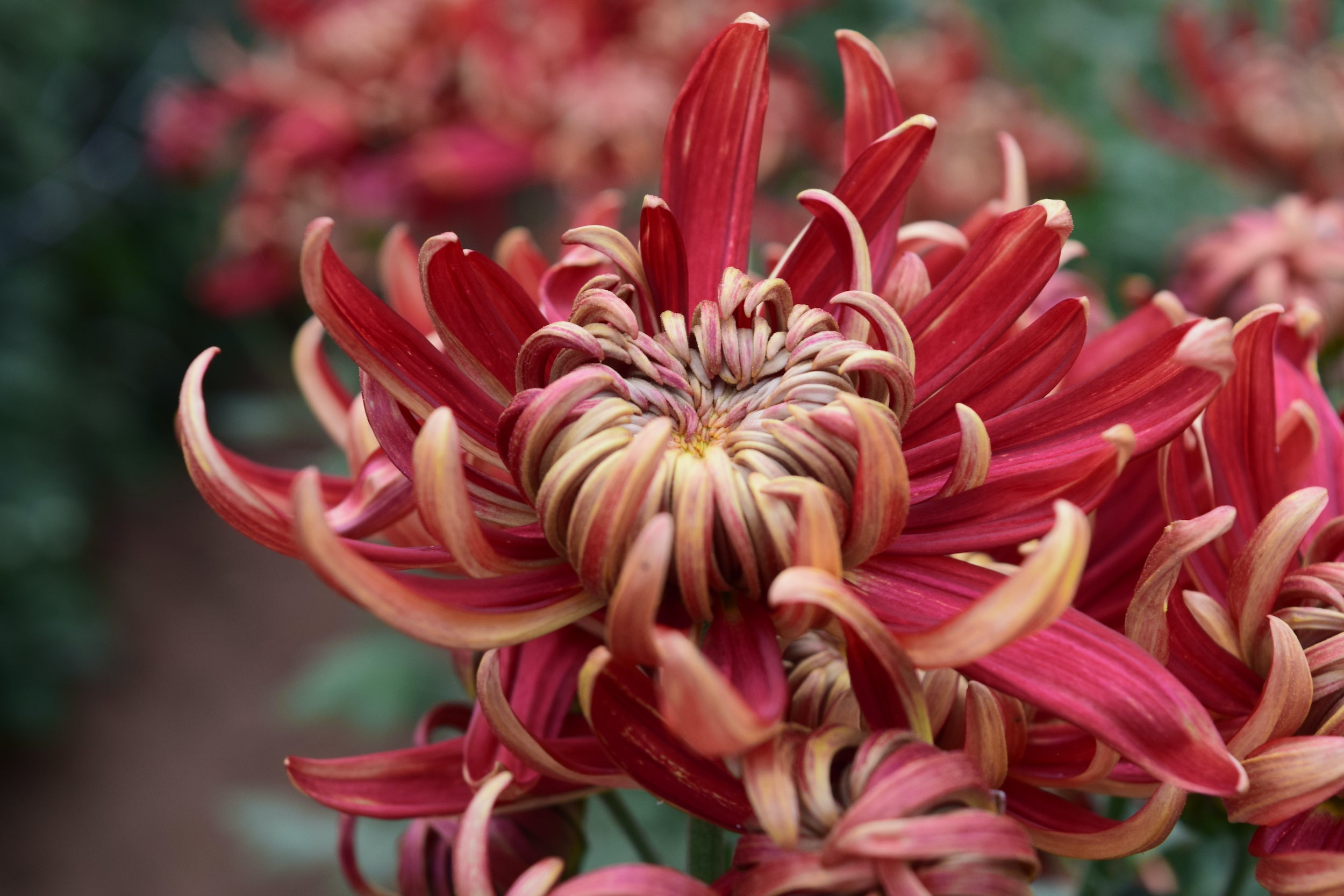 Close-up of Crimson Tide chrysanthemum. 