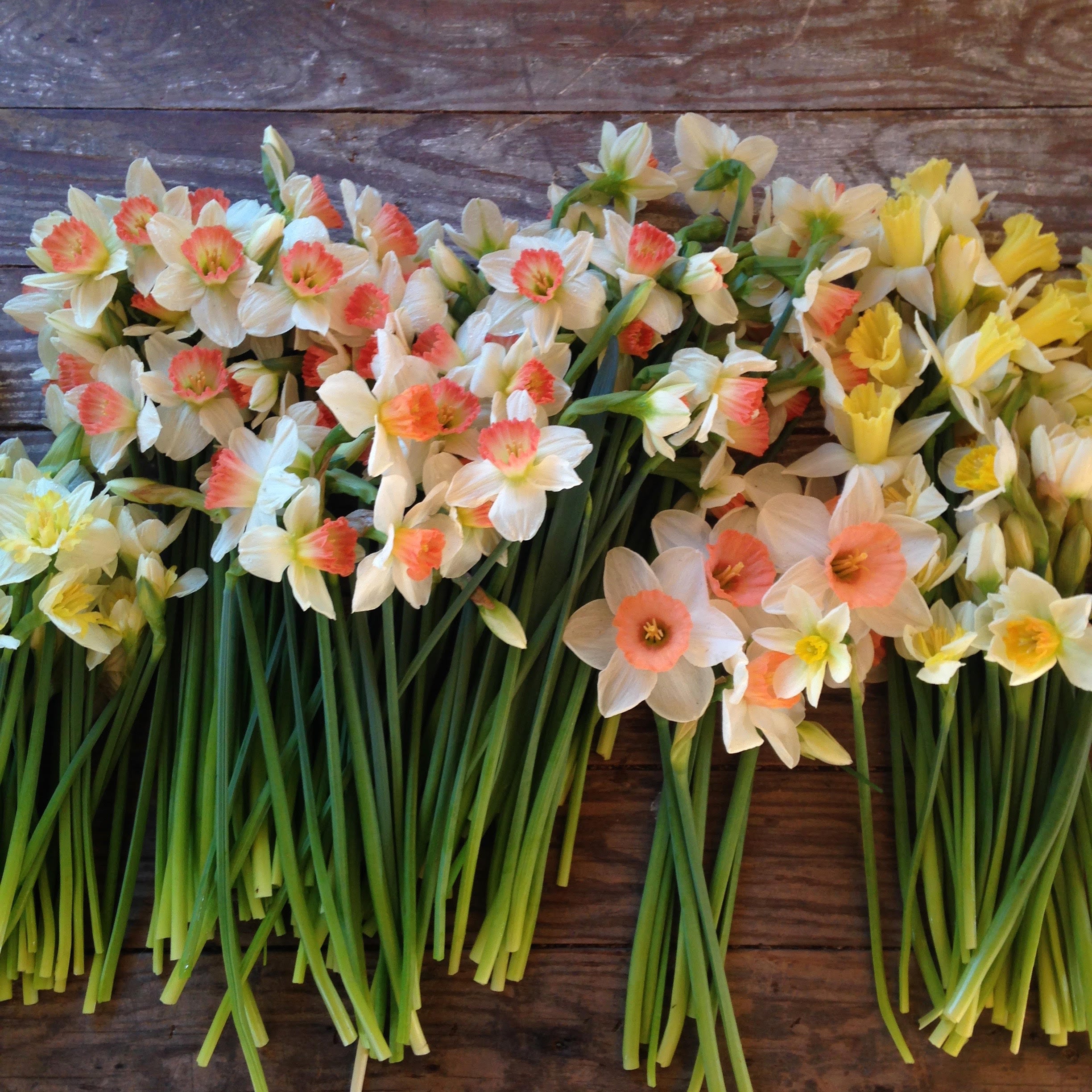 Fresh Cut Flowers Shipped || Daffodil Mix