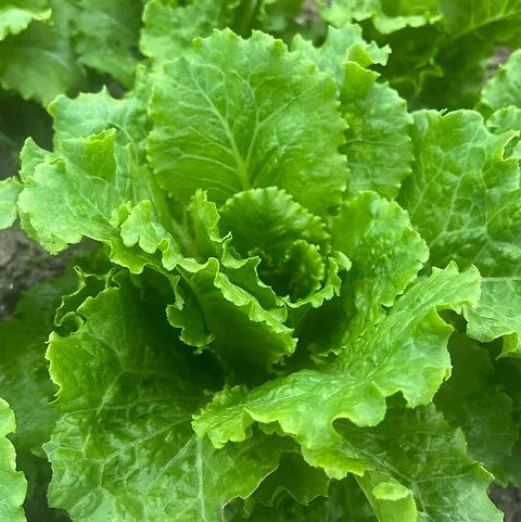 Romaine Lettuce 'Fusion'