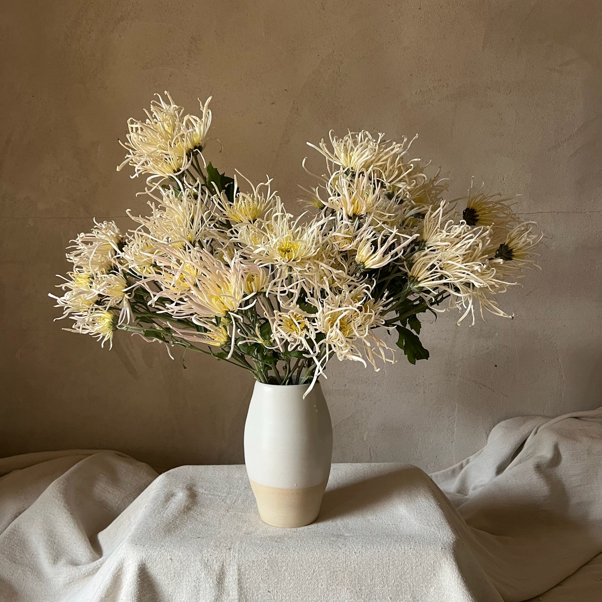 A bouquet of Evan's Dream heirloom Mums. Light pink and white petals. Long vase life.