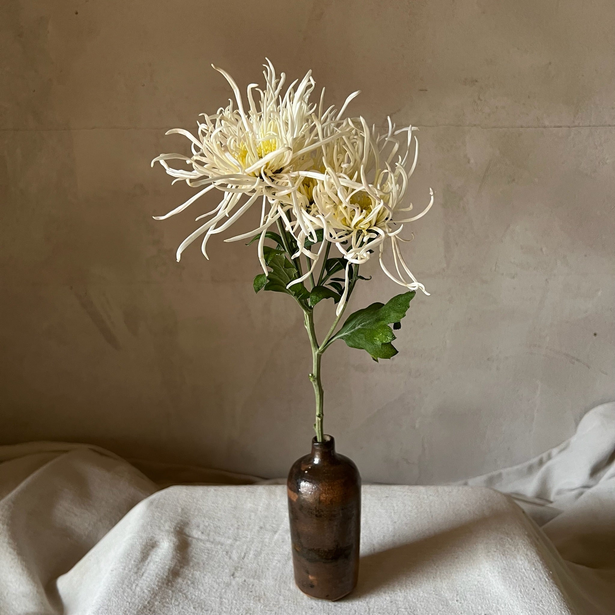 A single stem of Evan's Dream heirloom mum. Long lasting vase life. Blooms in the fall.