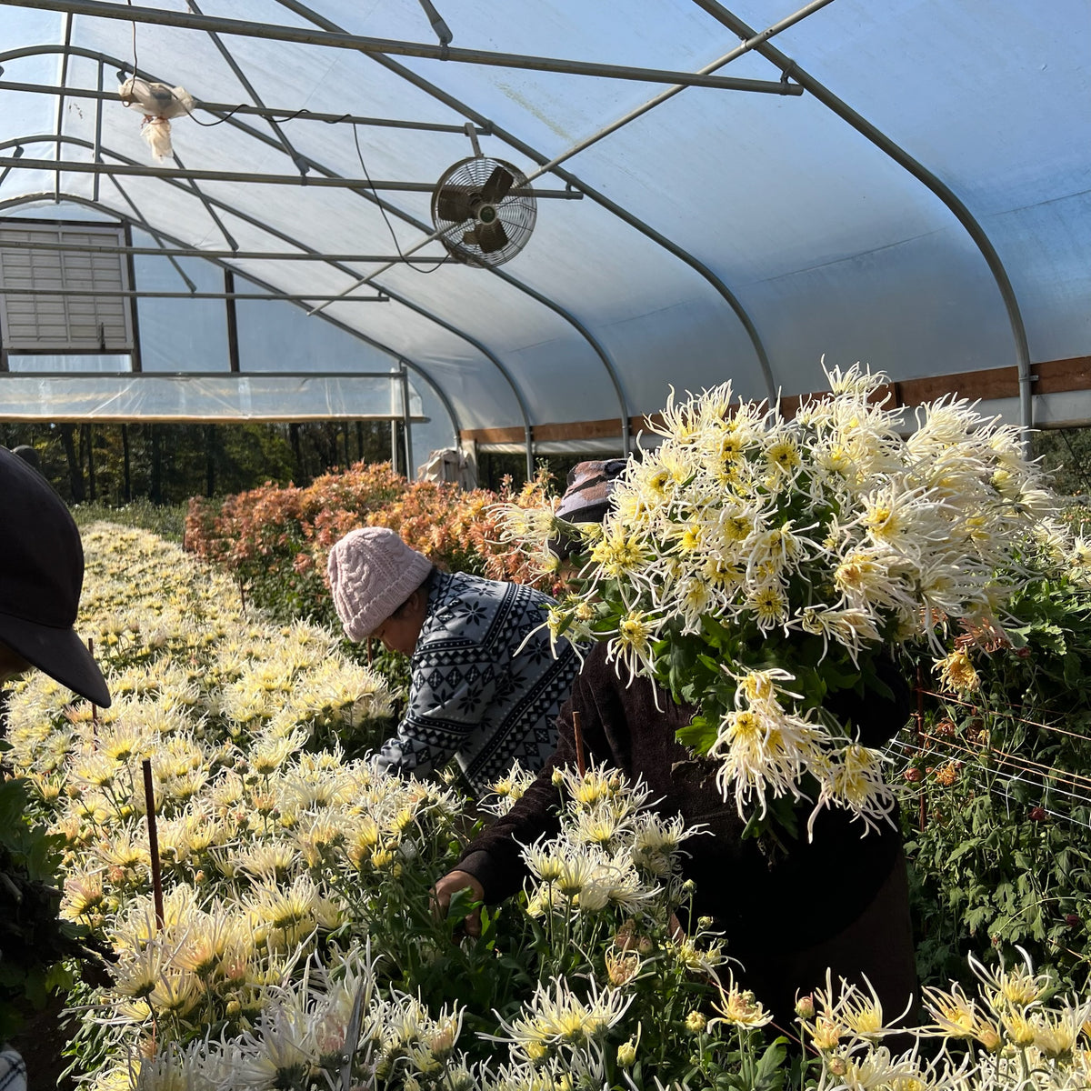 Evan's Dream heirloom chrysanthemums being harvested in the fall. Long lasting cut flower.