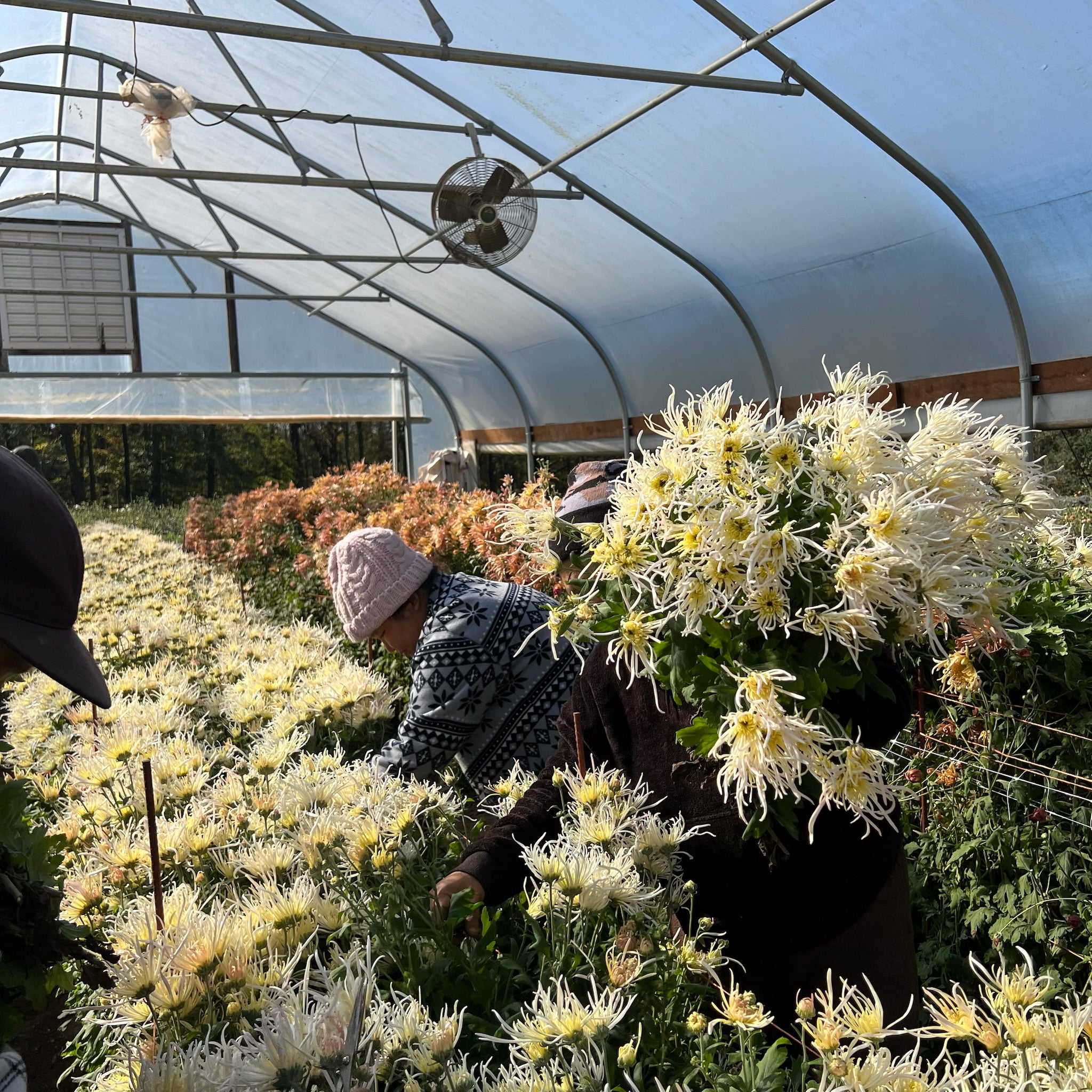 Evan's Dream heirloom chrysanthemums being harvested in the fall. Long lasting cut flower.