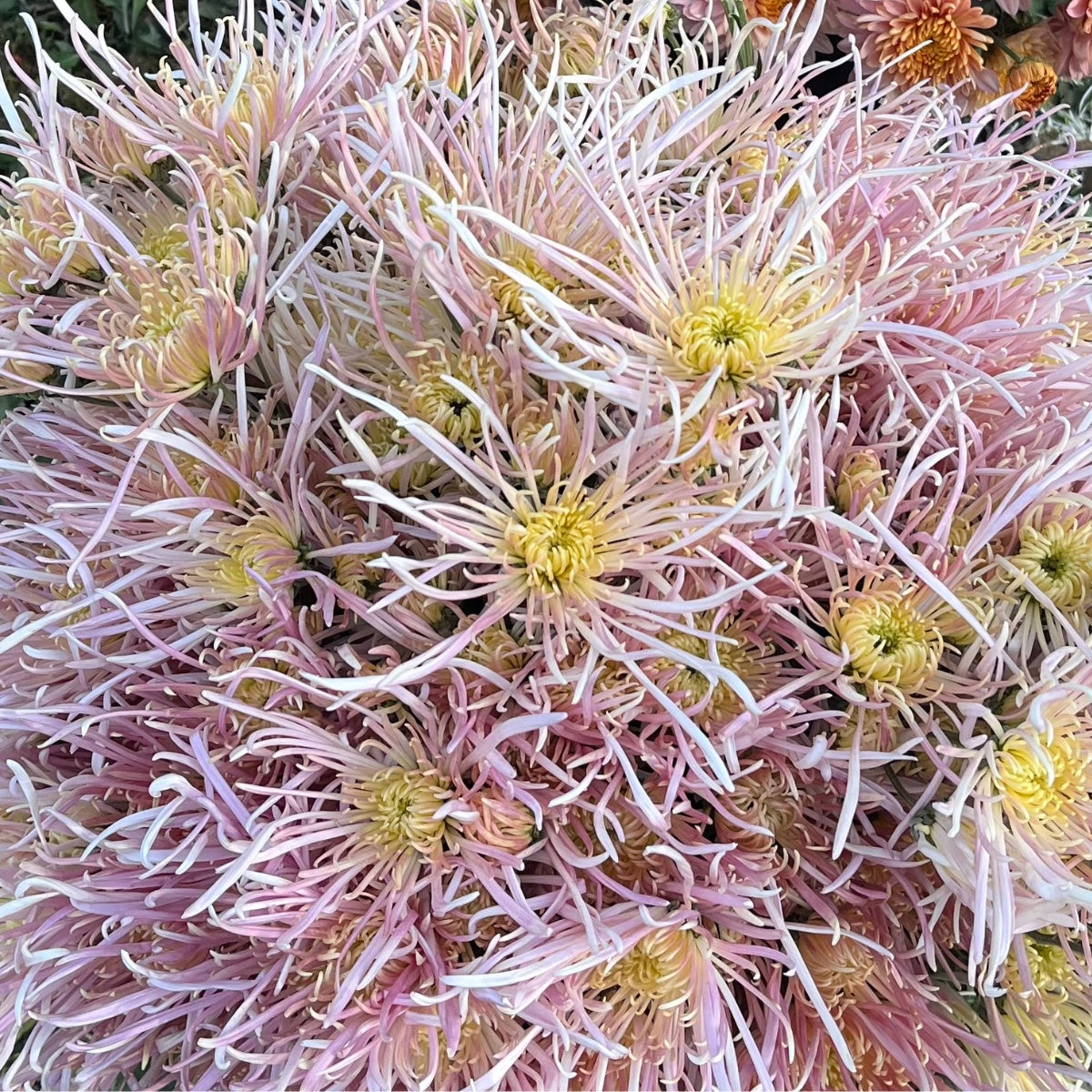 Close-up of Evan's Dream heirloom mums. Spider bloom. Blooms in the fall. Late season bloom.
