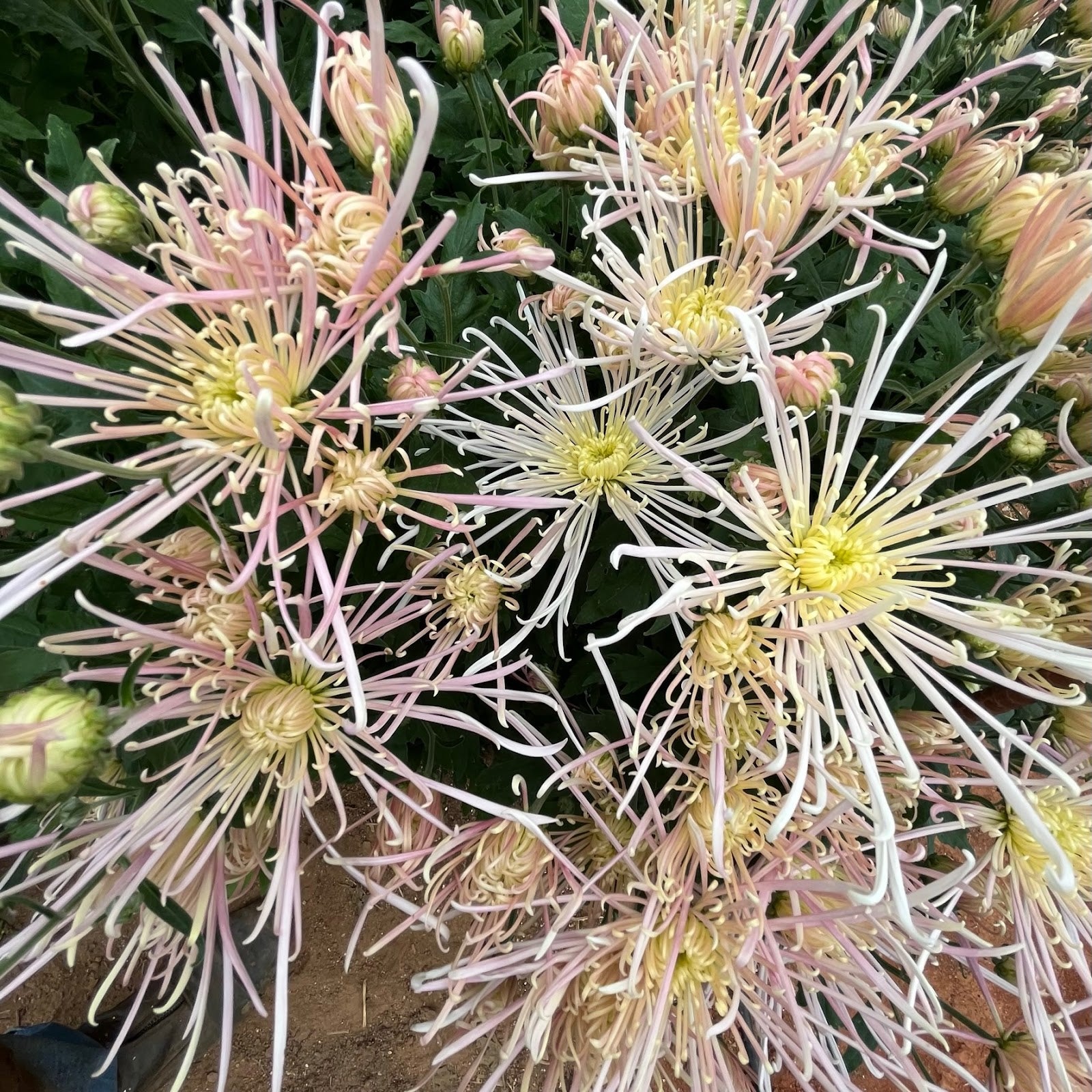 Pink and white petals of Evan's Dream heirloom mums. Spider type blooms. Blooms in the fall.