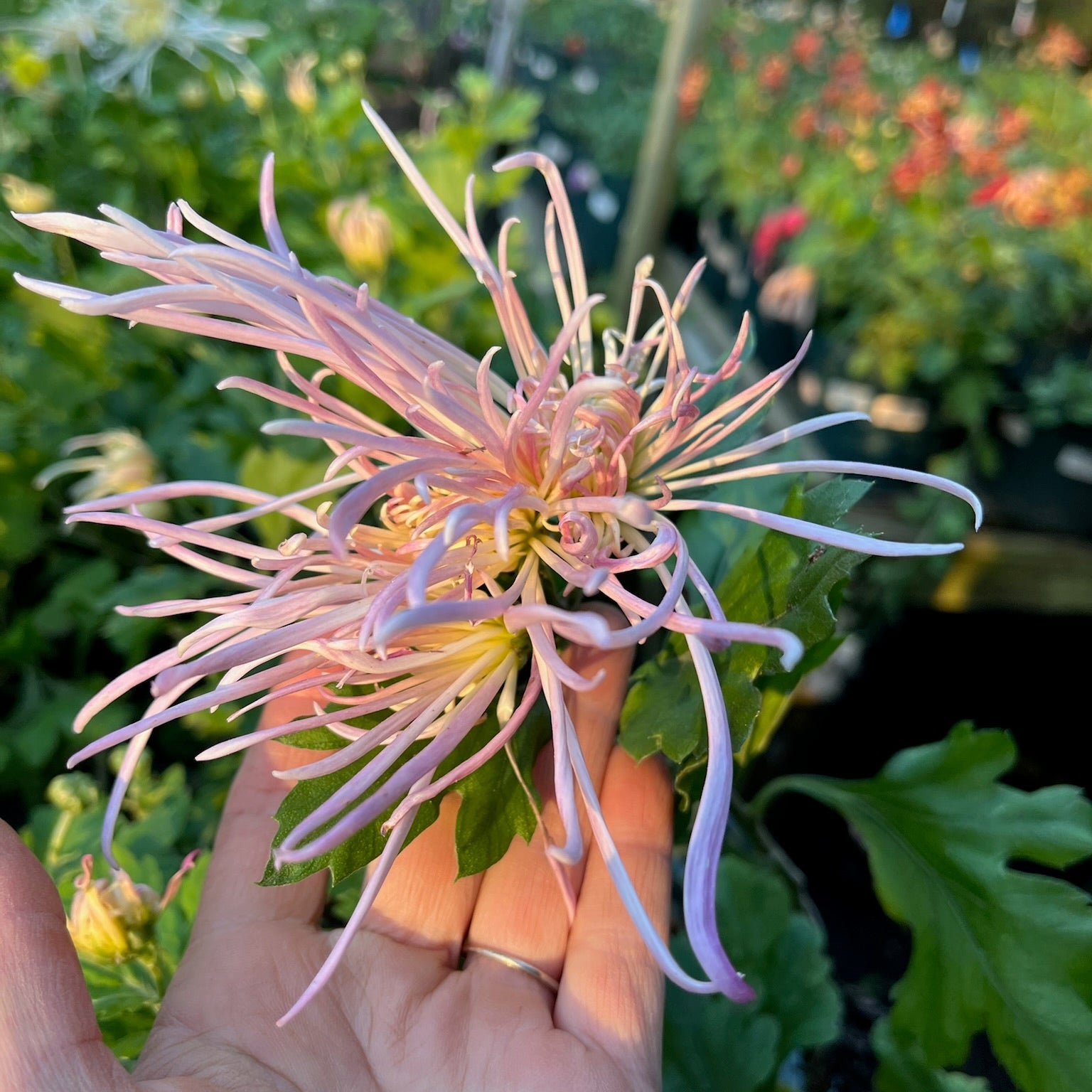 Close-up of Evan's Dream mum. Spider variety. Blooms in the fall.