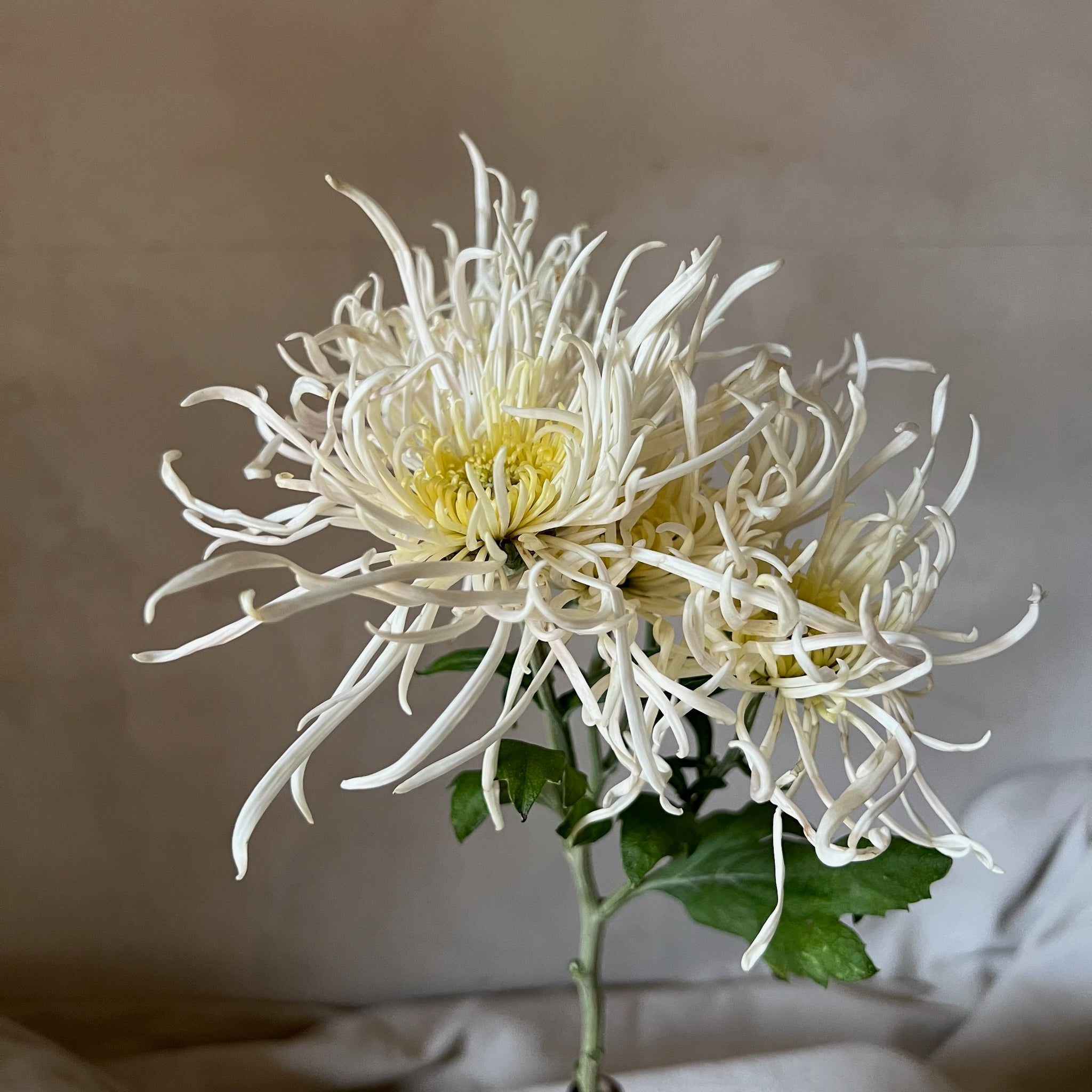 Close-up of Evan's Dream heirloom mum. Long lasting cut flower. Blooms in the fall.