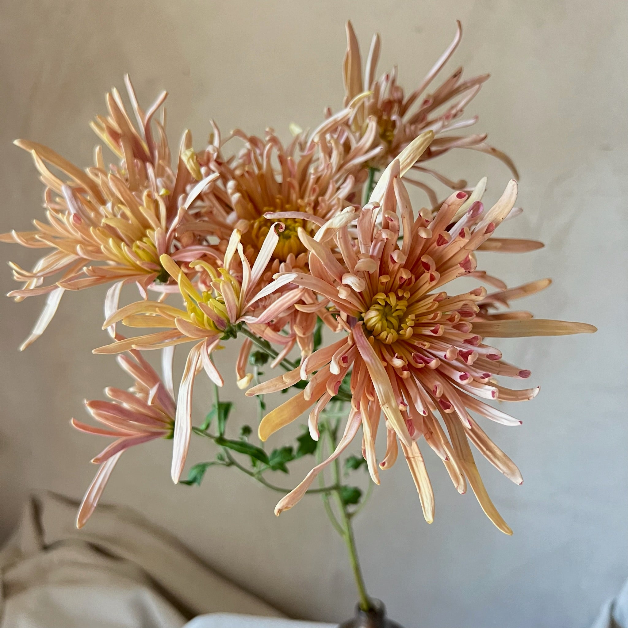 Close-up of Evening Glow heirloom chrysanthemum. Long lasing vase life. Blooms in the fall.