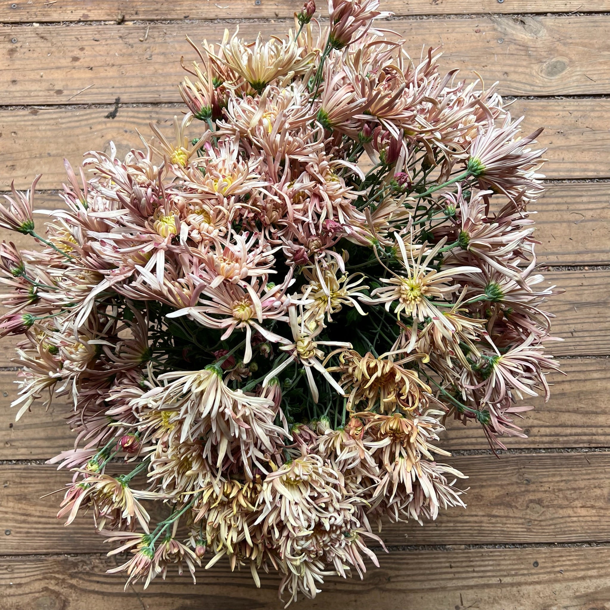 A bunch of Evening Glow heirloom chrysanthemums. Long lasting cut flowers. Blooms in the fall.