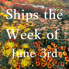 Heirloom Mum cuttings || Ships Week of June 3rd