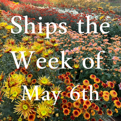 Heirloom Mum cuttings || Ships Week of May 6th