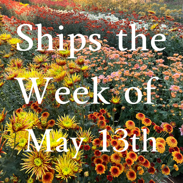 Heirloom Mum cuttings || Ships Week of May 13th