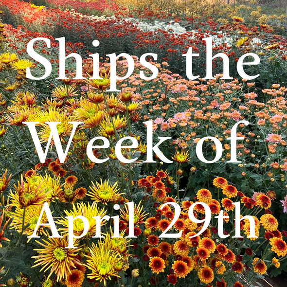 Heirloom Mum cuttings || Ships Week of April 29th