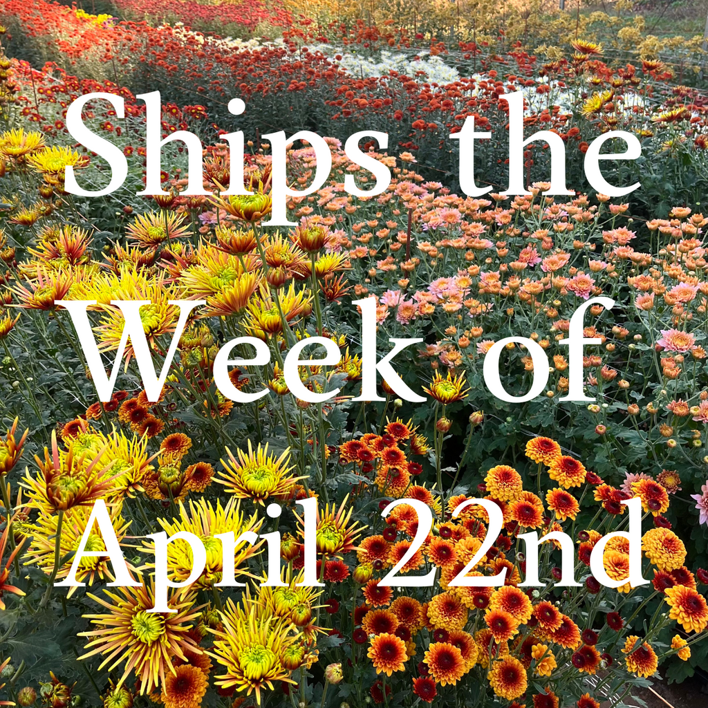 Heirloom Mum cuttings || Ships Week of April 22nd