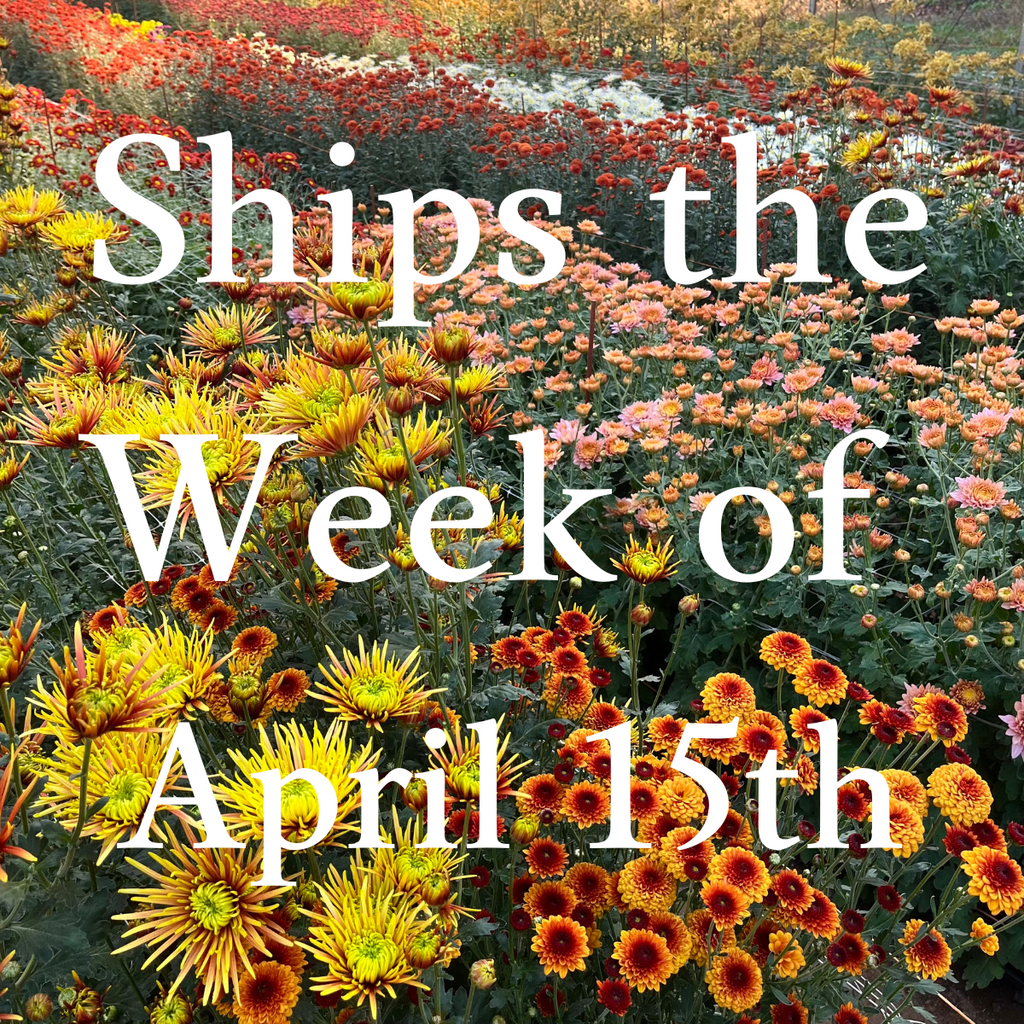 Heirloom Mum cuttings || Ships Week of April 15th