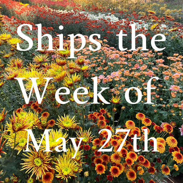 Heirloom Mum cuttings || Ships Week of May 27th