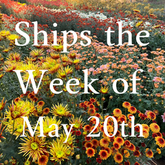 Heirloom Mum cuttings || Ships Week of May 20th