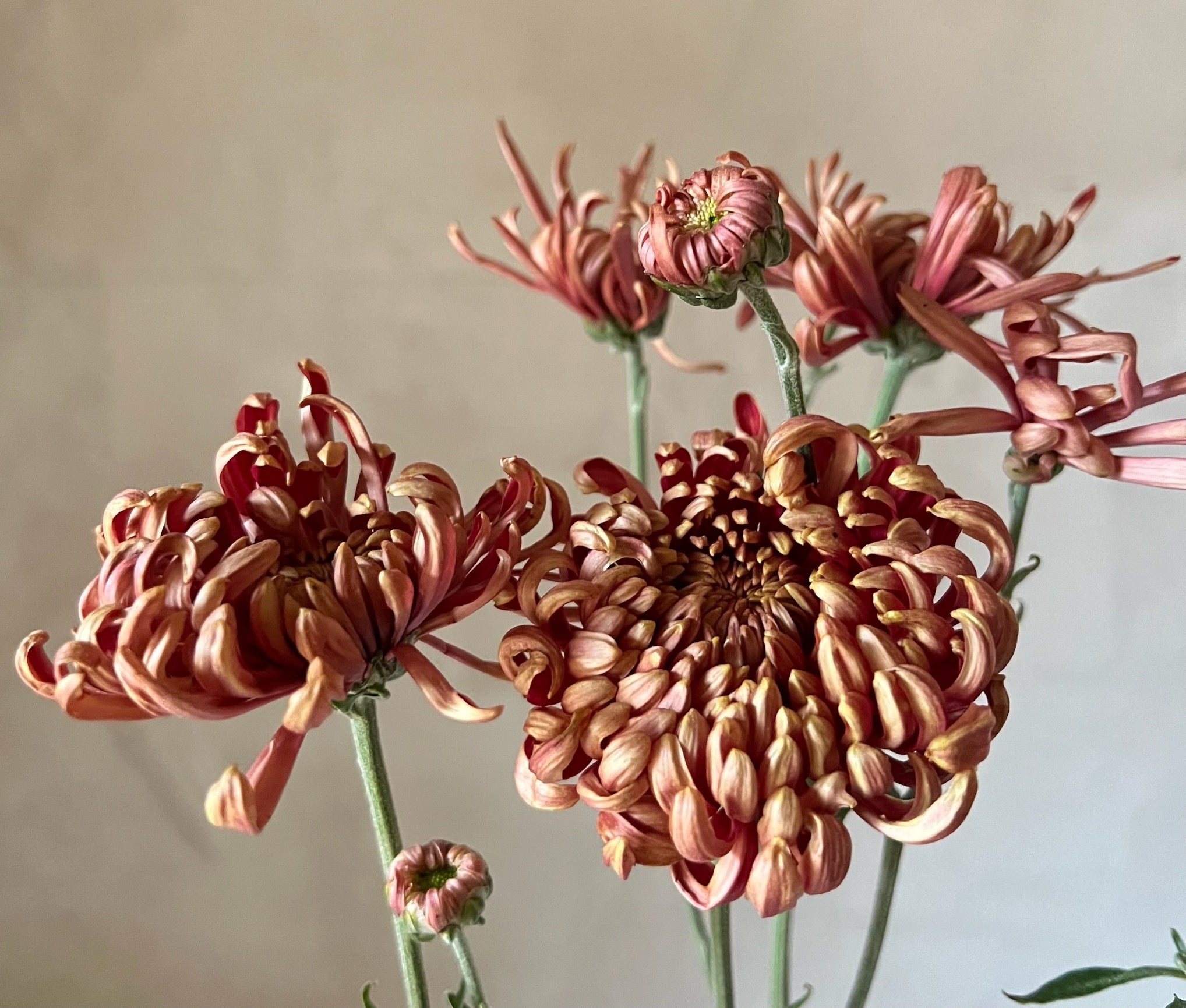 Close-up of a Ft. Vancouver heirloom mum stem. Long lasting blooms. Good for disbud.