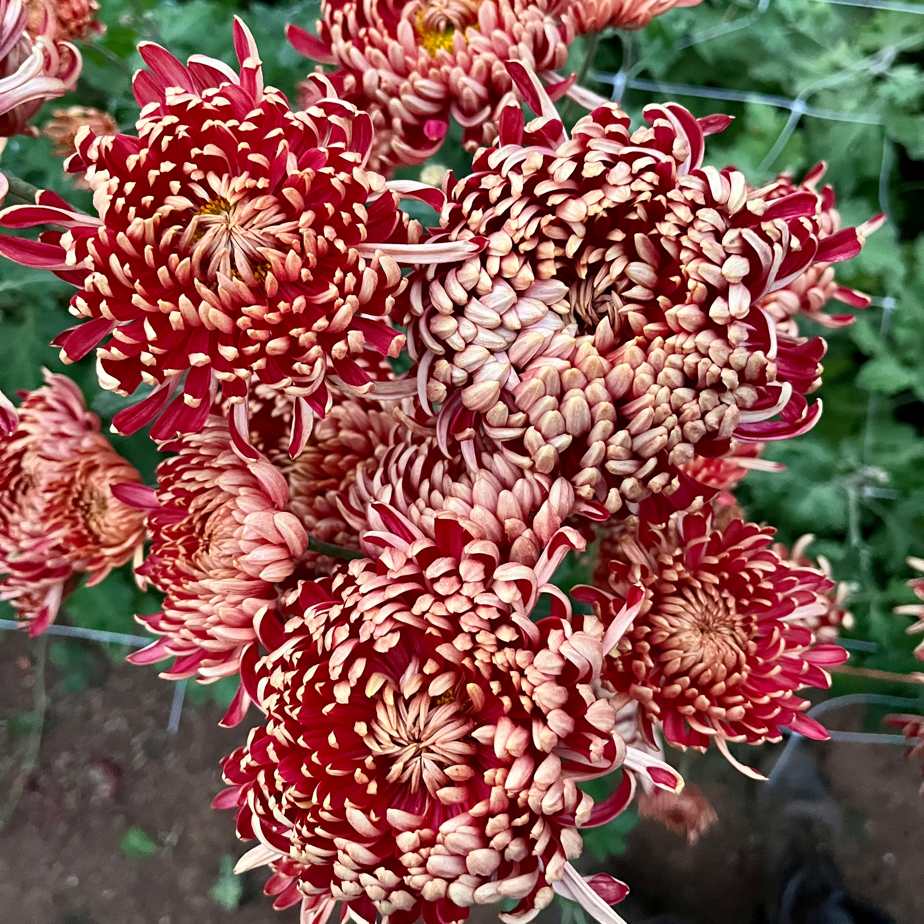 The detail of Ft. Vancouver heirloom chrysanthemum blooms. Long lasting fall blooms. Good for disbud.