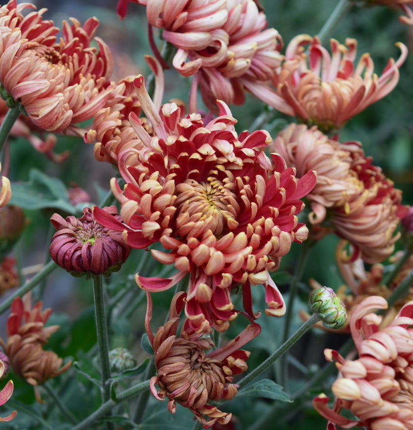 Close-up detail of Ft. Vancouver Heirloom chrysanthemum. Long lasting fall blooms.