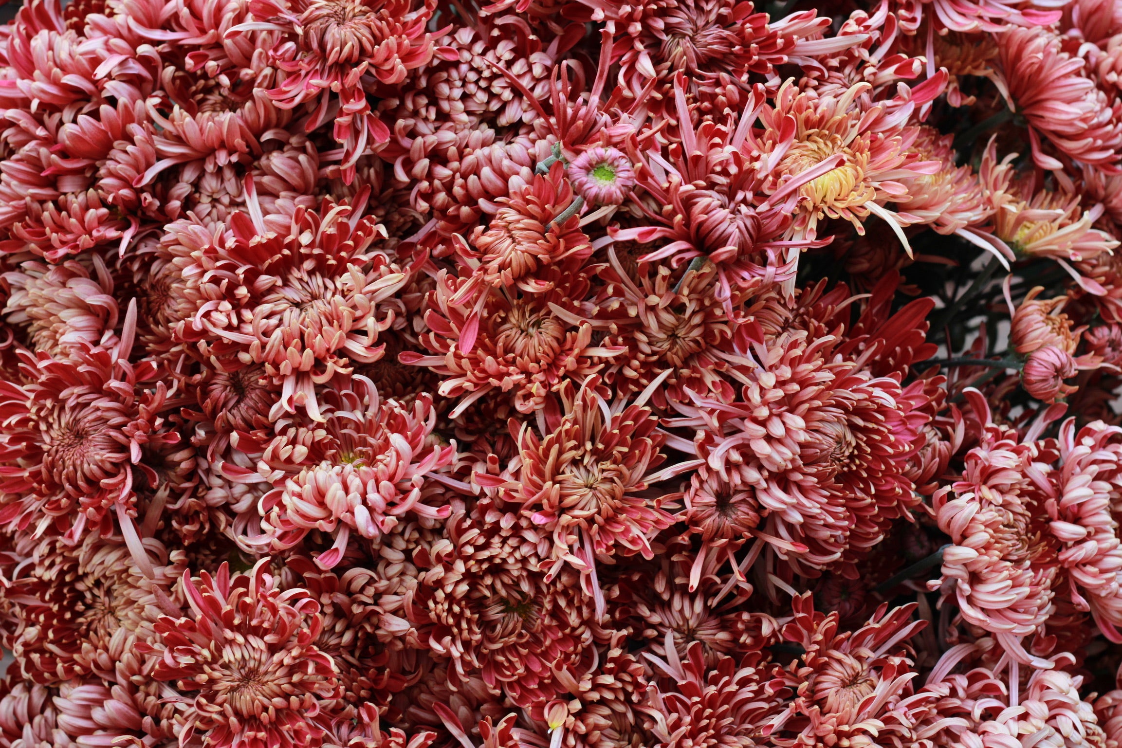 A close-up of Ft. Vancouver heirloom mums. Fall blooms. Good for disbud.