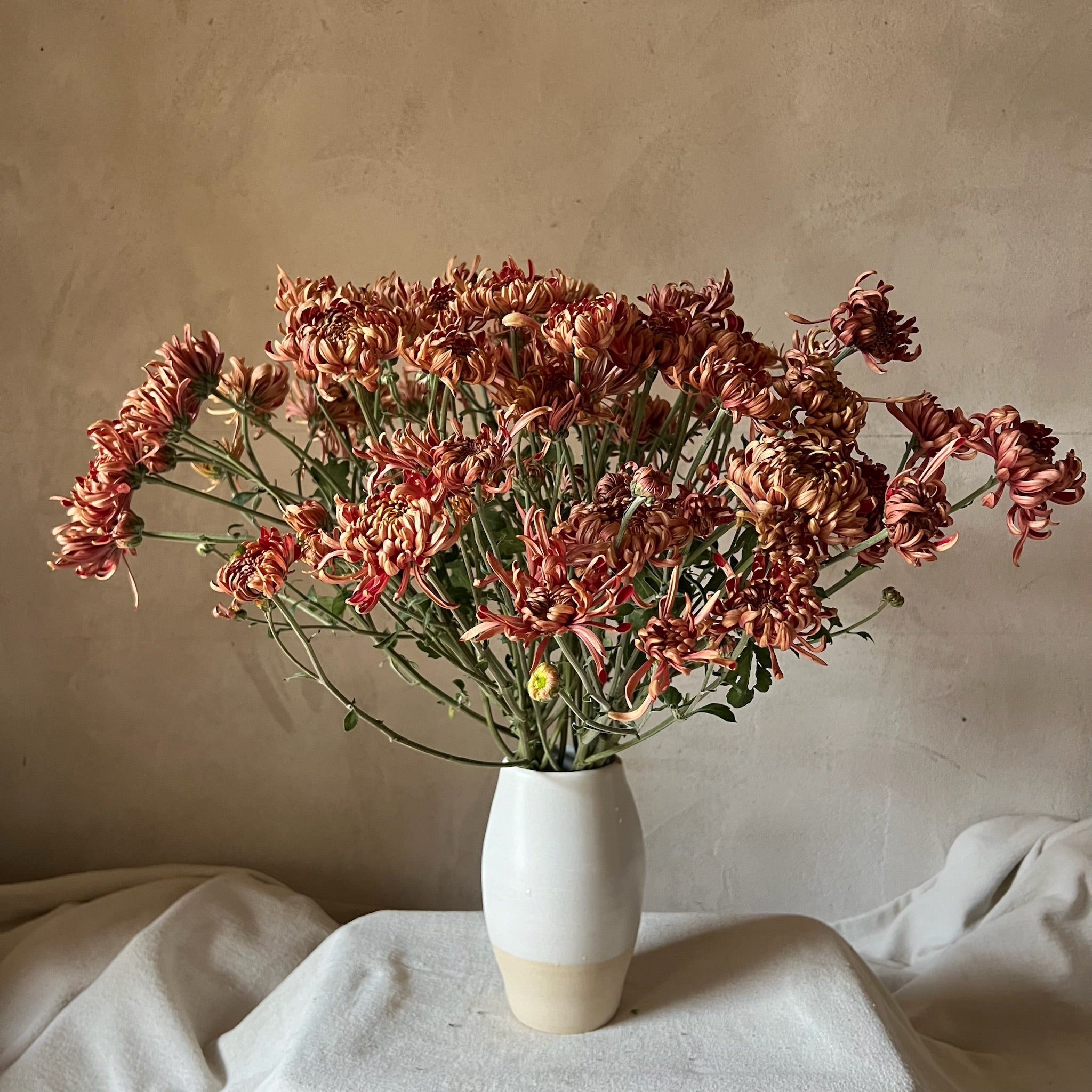 A bouquet of Ft. Vancouver heirloom chrysanthemums. Long lasting cut flower. Fall blooms.