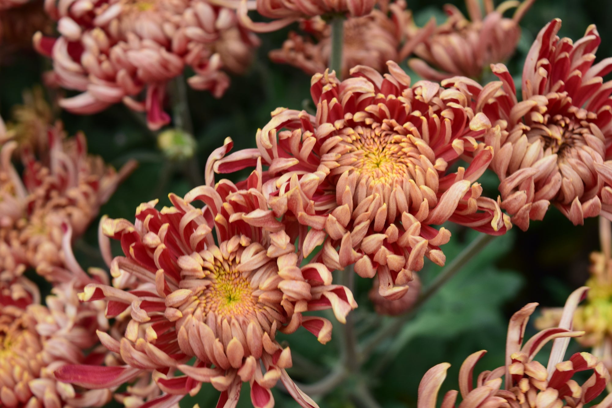 Close-up of Ft. Vancouver heirloom mum bloom. Good for disbud. Blooms in the fall.