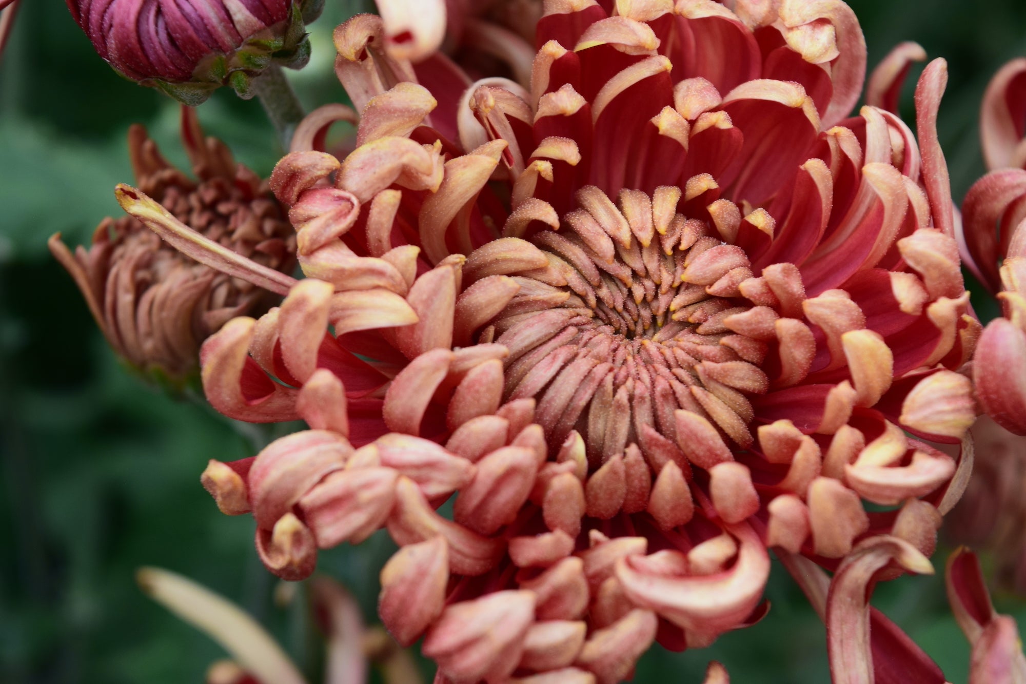 Close-up of a Ft. Vancouver heirloom Mum bloom. Good for disbud. Blooms in the fall.
