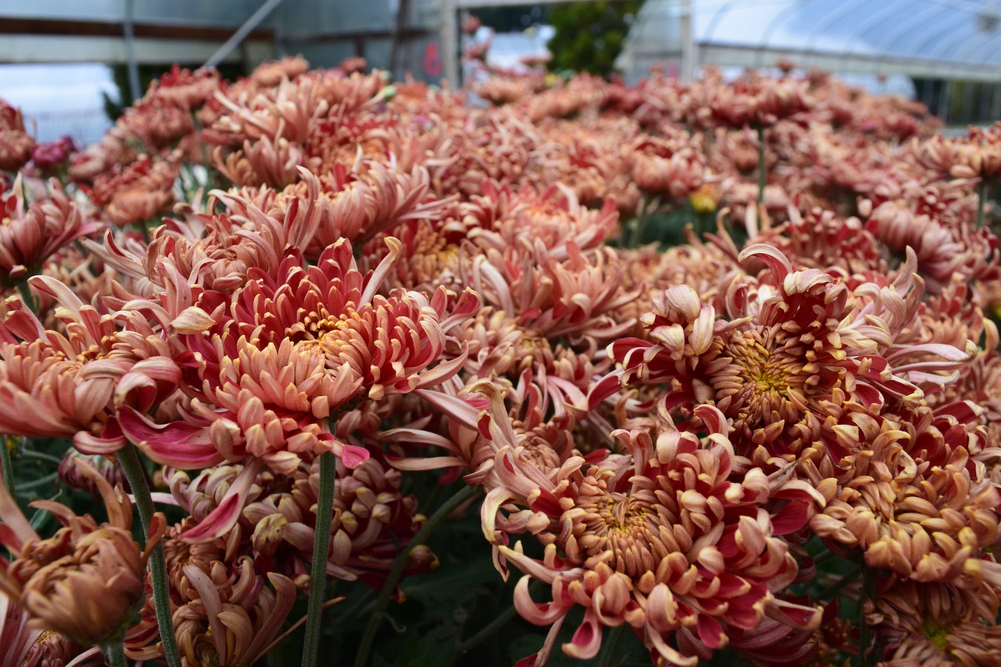 Ft. Vancouver heirloom mums in a tunnel. Long lasting cut flowers that bloom in the fall.