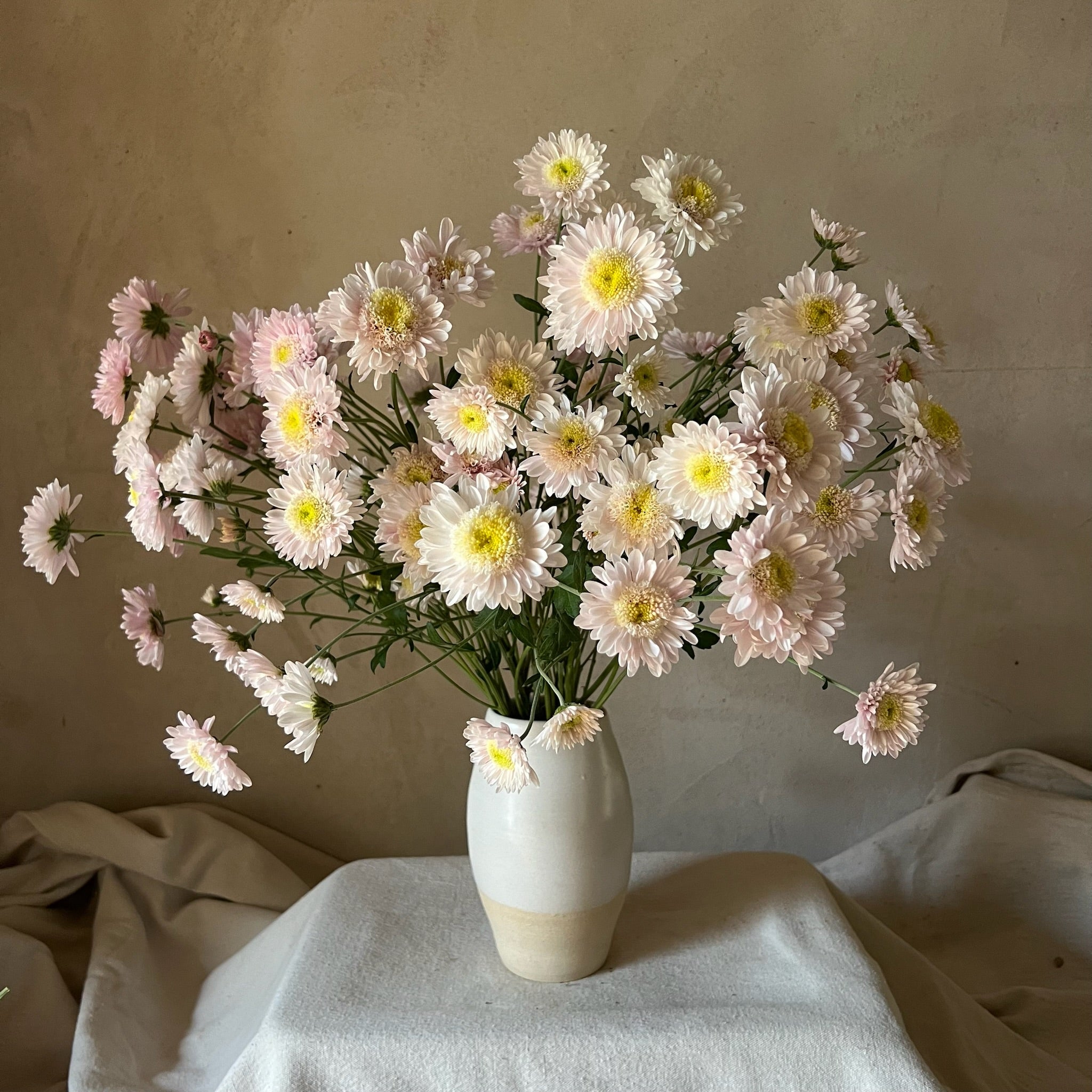 A bouquet of Harry Anderton heirloom chrysanthemums. Long lasting cut flower. Blooms in the fall.