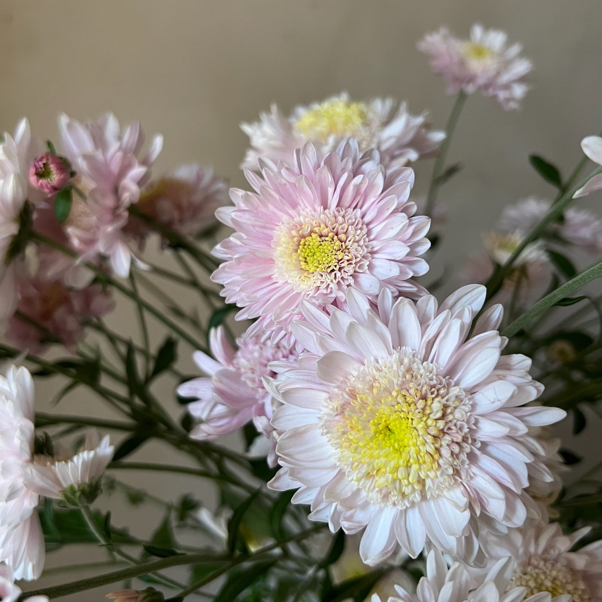 Close-up of the anemone style bloom of Harry Anderton heirloom chrysanthemums. Long lasting cut flowers.