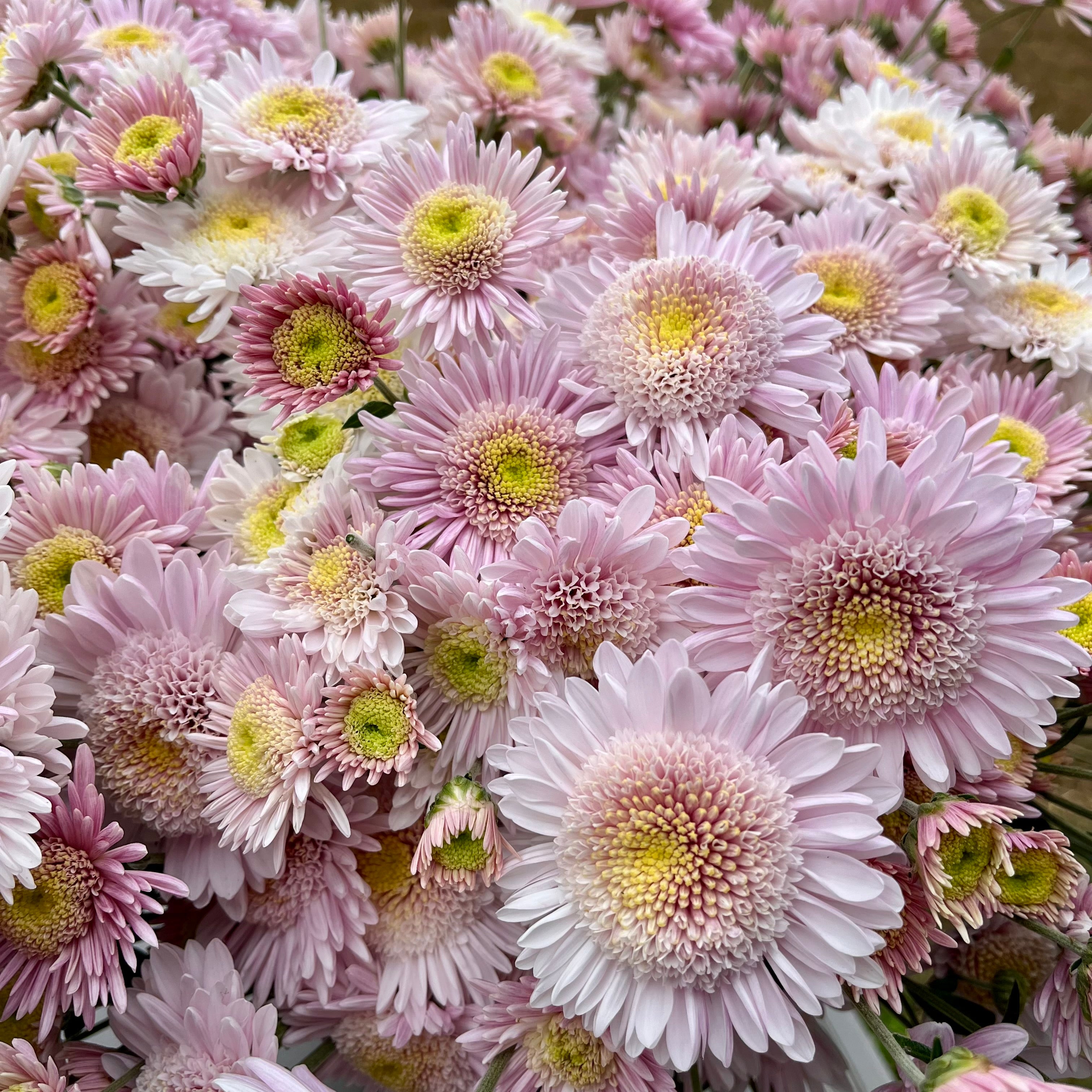 Pink and white flowers on Harry Anderton Chrysanthemums. Long lasting fall blooms.