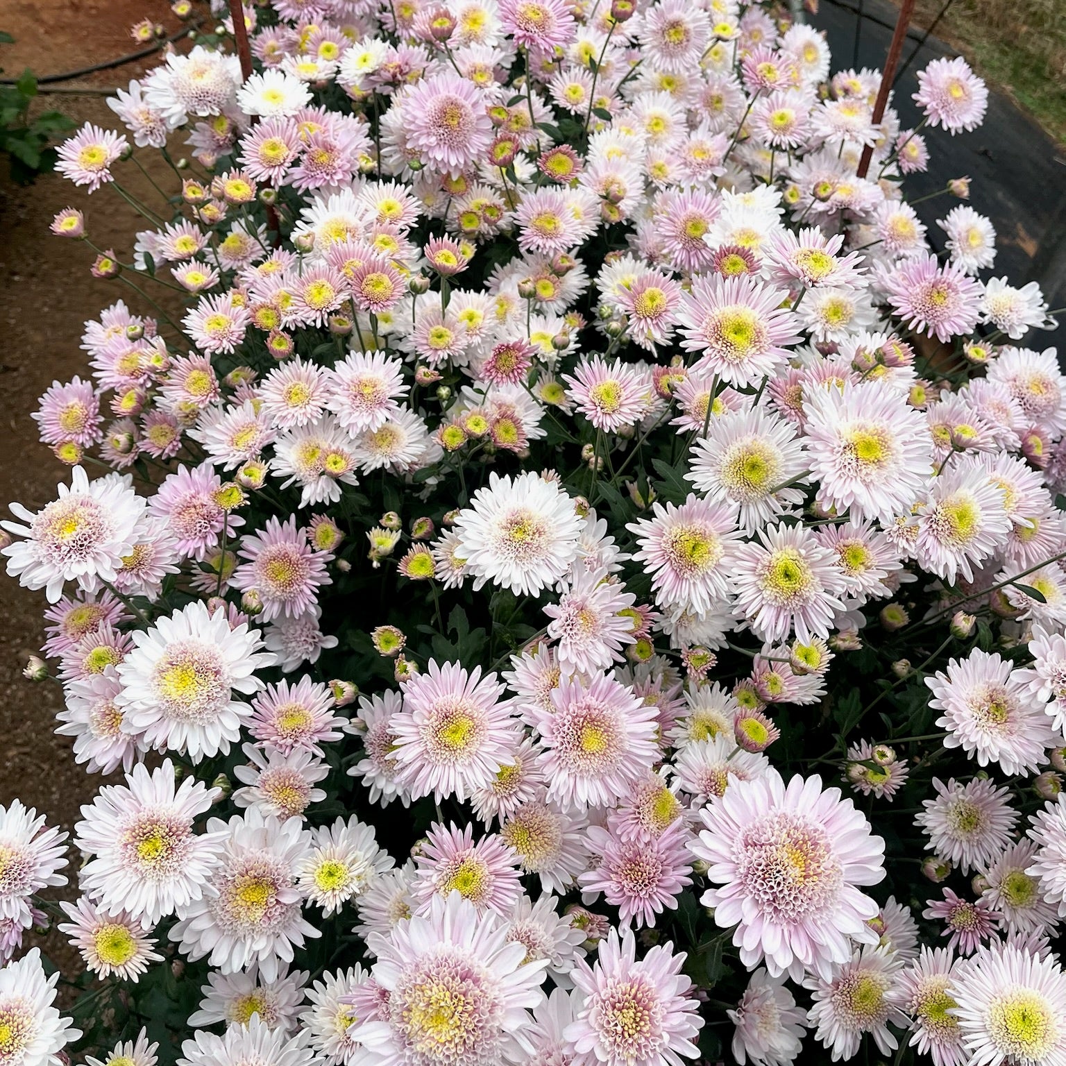 Pink and white Harry Anderton heirloom mums. Long lasting blooms. Fall blooming.