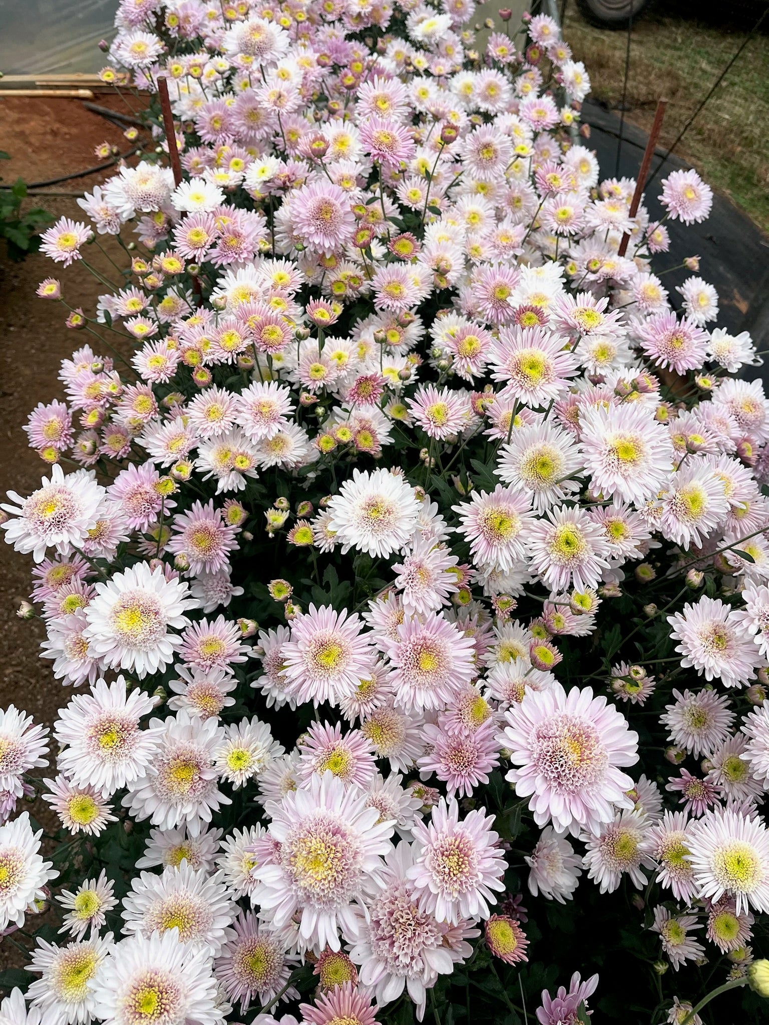Pink and white Harry Anderton heirloom mums. Long lasting blooms. Fall blooming.