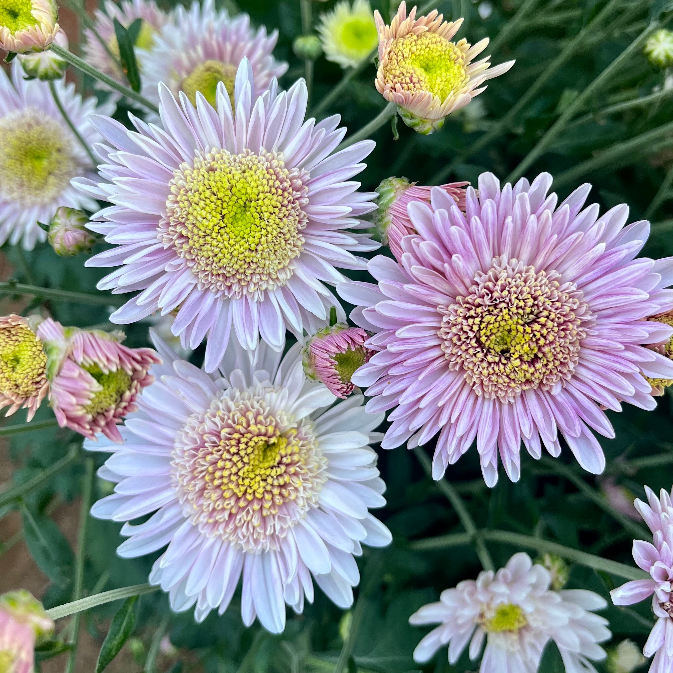Close-up of pink and white flowers on Harry Anderton heirloom mums. Long lasting cut flower. Blooms in the fall.
