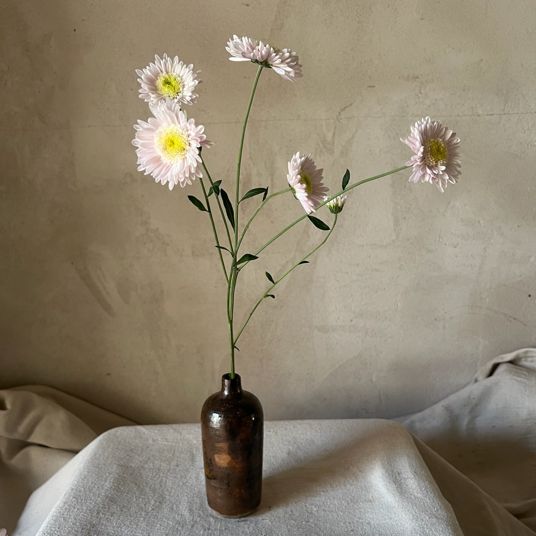 A single stem of Harry Anderton heirloom mum. Long lasting daisy-like blooms. Fall blooming.