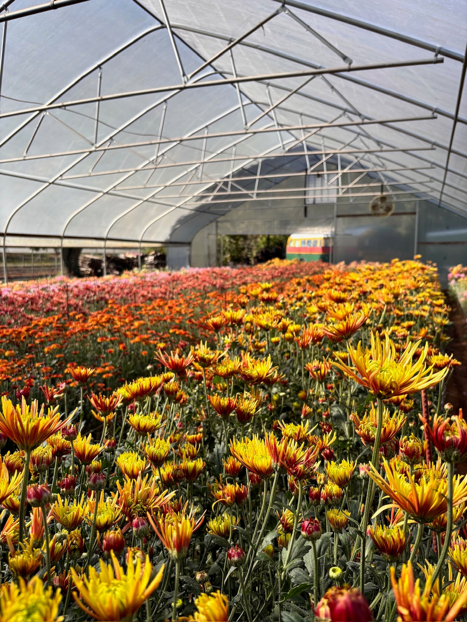 Colorful heirloom mums planted in a tunnel. Great long lasting cut flower. Bloom in the fall.