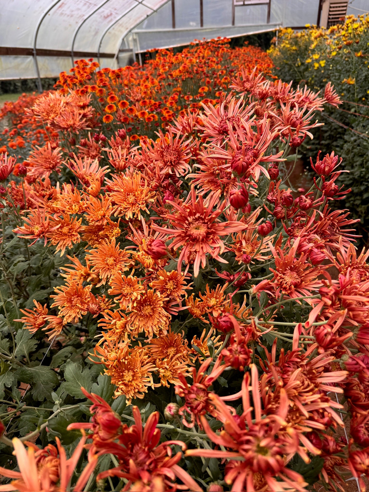 A mix of red and orange heirloom chrysanthemums in a tunnel. Long lasting fall blooms.