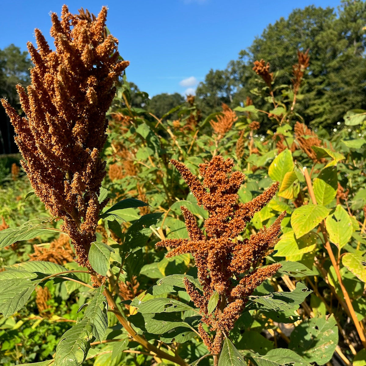 Amaranthus 'Hot Biscuits' Seeds
