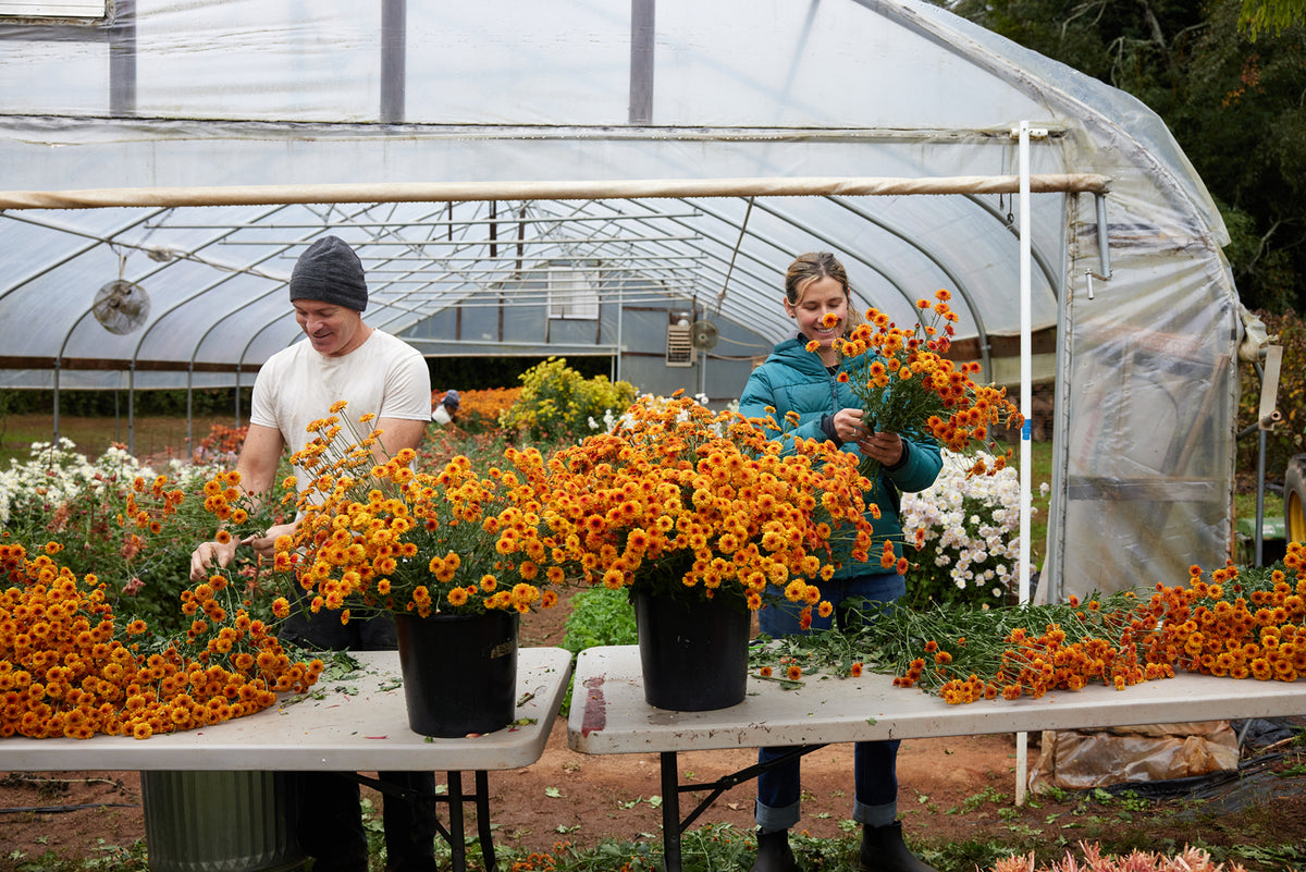 sustainably grown heirloom mums