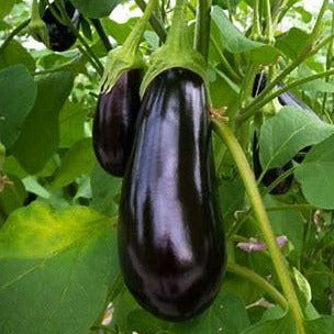 Eggplant 'Traviata'